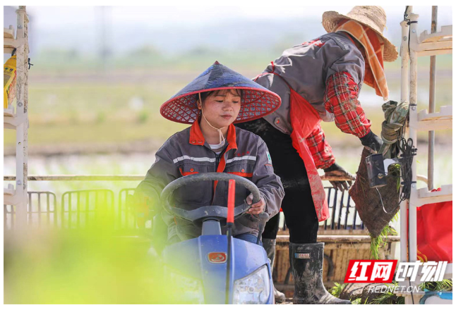 农村劳模新力量丨朱霞：从教书到种地，生活有“田”更有“甜”