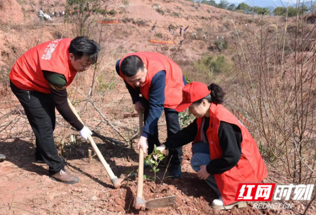 浏阳：干群种植小油茶  助推振兴大产业