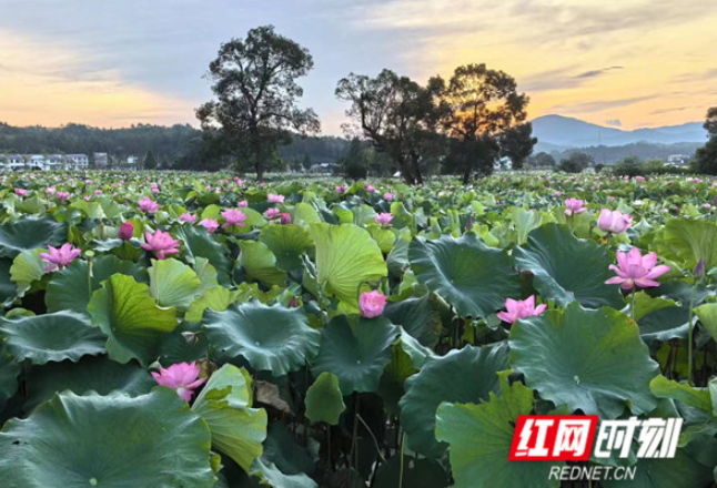 行走红土地，感受江西红色文旅的蓬勃与活力