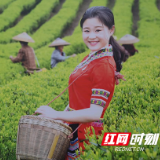 湖南蓝山百叠岭茶园景区国庆开园 茶旅融合受欢迎