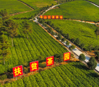 湖南红茶红满全球 老一队莽山红茶即将向世界出发