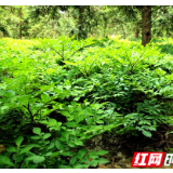 小魔芋有大魔力  怀化会同魔芋出山记