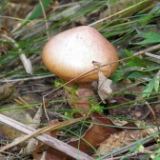 “小蘑菇”撑开 “致富伞”