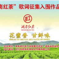 火热|“湖南红茶”歌词征集入围作品投票
