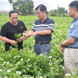 湖南潇湘茶业有限公司杨开新荣获“花茶制茶大师”称号