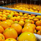 拼多多开启双12柑橘橙狂欢季 产地直发助力“红灯笼”变身“金疙瘩”