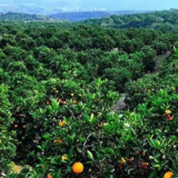 线上线下齐发力 湖南联通助力乡村振兴点销售冰糖橙
