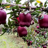 天水花牛深挖附加值出新招：给苹果穿“礼服” 坐上电商快车