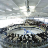 伊利打造智能化全产业链 助力中国乳业“健康+智慧”发展