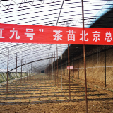 一万株湖南茶树将在北京生根发芽