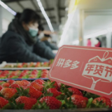 从采摘到发货只需8小时 丹东草莓争分夺秒挤进年货节