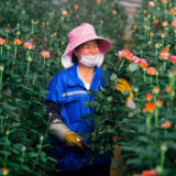 拼多多的“花花世界”：“农地云拼”助花农增收，让购花更实惠