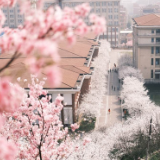 晚安家居第三季“樱你精彩”摄影大赛落幕