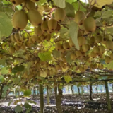 拼多多百亿补贴三年覆盖农产品近4万款 “实惠好农货”成消费主流