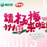 杨梅熟啦！ “湘农荟大直播”靖州杨梅专场17日开播