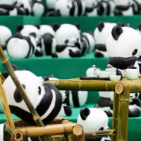 消费看长沙丨坚持艺术对话城市,1864大熊猫巡展亮相长沙IFS