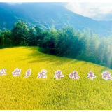 共庆中国农民丰收节 谷粒多“村节”第二站——桂林龙脊大粒唱丰收收官