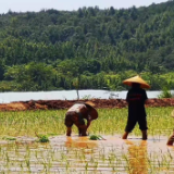 湖南移动工作队助力旱改水 往日荒地实现产业连丰收