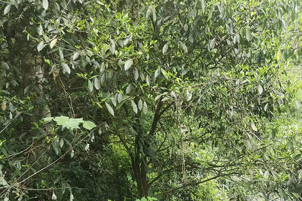 微信图片_20230301121647.gif