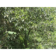 激活经济“绿宝藏” 永州江永县将全力打造永明大凤茶叶公共品牌