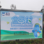 住阳光房、吃富硒粮 盒马村标准化养殖让鸽声嘹亮