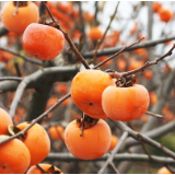 近期大量上市！秋天幸福感最强的水果，营养又好吃