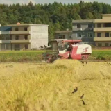 农发行安仁县支行:粮安背后的守护