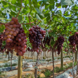 农发行宜章县支行:2.7亿金融甘泉唤醒千亩田畴绿浪