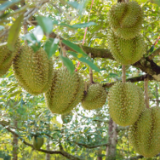 泰国榴莲来湘推荐，“青妮王”等品种集中上市