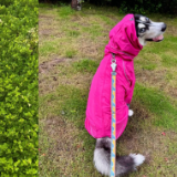 淘宝搜索量暴增1000%！小狗雨衣成江浙沪梅雨季硬通货