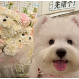 “小狗花束”走红 创意花艺成消费新宠