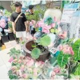 长沙夏日“荷花经济”升温：花束畅销，餐饮文旅场景创新不断
