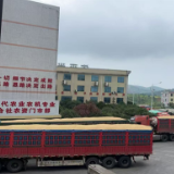 安仁县农发行二十年“粮”心相伴：金融“活水”润富订单田