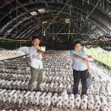 湘潭天易农商银行排头支行“惠农快贷” 助力返乡学子种出“致富菇”