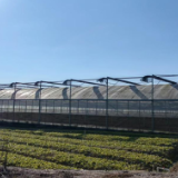 农发行桂阳县支行：2.4亿元金融活水浇灌嘉禾“棚”勃“硒”望