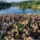 农业政策性金融助力“临武鸭”走上生态致富路