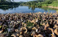 农业政策性金融助力“临武鸭”走上生态致富路