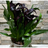 马年“本命花”C位出道！马蹄莲成年宵花市场“黑马”