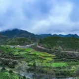 湘西州农商银行系统7.3亿元金融活水浇灌茶产业高质量发展