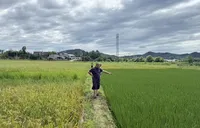 农业专家田间会诊｜中华财险浏阳支公司水稻保险首笔理赔落地