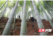 绥宁县麻塘乡：三措并举让遍地竹山变成金山银山