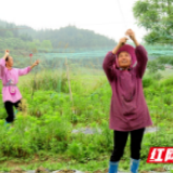 通道：罗汉果 侗乡脱贫致富果