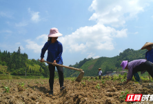 湖南通道：种草药 见成效