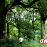 隆回天星村发现古树群 最大银杏直径1.5米