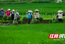 怀化黄溪：山区季节晚 夏日插秧忙