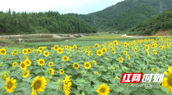 靖州网红向日葵打卡地来了47亩花海7月11日对外开放 湖南频道