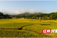 麻阳石垅溪村：家家户户爱种田