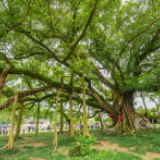 桂林大榕树：大有“来头”“看头”和“名头”的一棵树