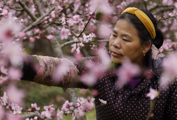 通道江寨村：化解“花事”烦恼