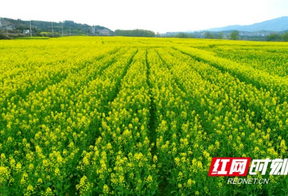 麻阳所住村：800亩油菜遍地开 花海醉田野